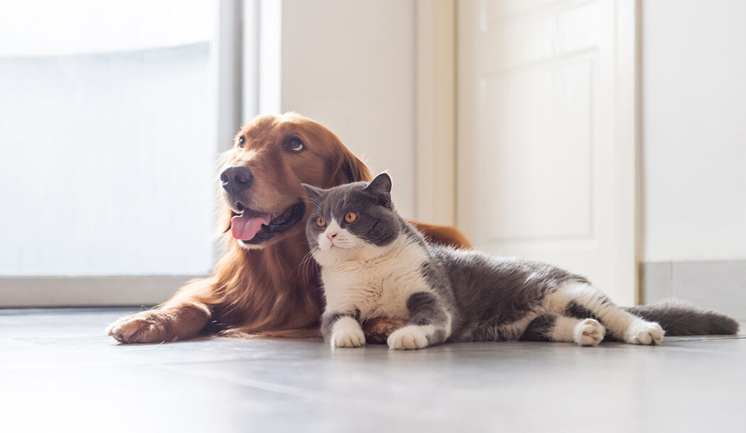 Pet Safety Plan Survivor Advocacy Center
